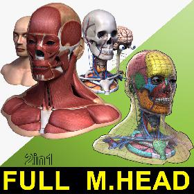 Full Male Head Anatomy